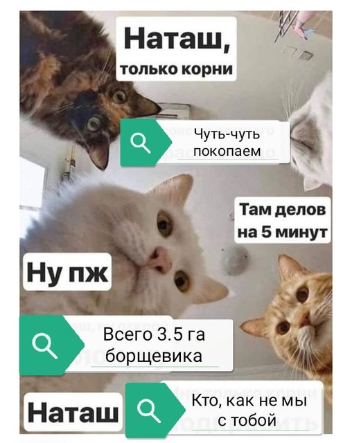 Наташа вставай и приезжай в Шардонемь борщевик копать 